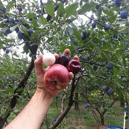 Chartaria Frühstückspension *